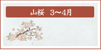 山桜　3月～4月